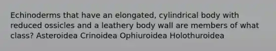 Echinoderms that have an elongated, cylindrical body with reduced ossicles and a leathery body wall are members of what class? Asteroidea Crinoidea Ophiuroidea Holothuroidea