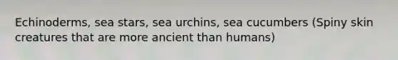 Echinoderms, sea stars, sea urchins, sea cucumbers (Spiny skin creatures that are more ancient than humans)