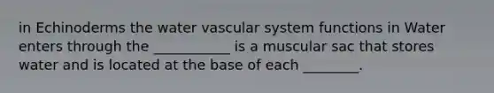 in Echinoderms the water vascular system functions in Water enters through the ___________ is a muscular sac that stores water and is located at the base of each ________.