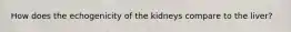 How does the echogenicity of the kidneys compare to the liver?