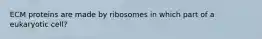 ECM proteins are made by ribosomes in which part of a eukaryotic cell?