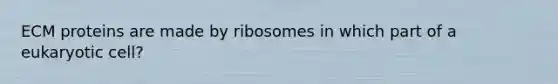 ECM proteins are made by ribosomes in which part of a eukaryotic cell?