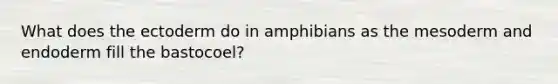 What does the ectoderm do in amphibians as the mesoderm and endoderm fill the bastocoel?