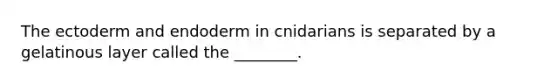 The ectoderm and endoderm in cnidarians is separated by a gelatinous layer called the ________.