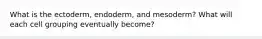 What is the ectoderm, endoderm, and mesoderm? What will each cell grouping eventually become?