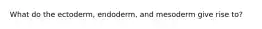 What do the ectoderm, endoderm, and mesoderm give rise to?