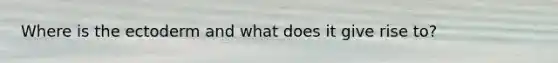 Where is the ectoderm and what does it give rise to?