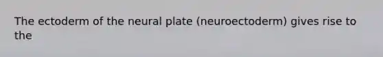 The ectoderm of the neural plate (neuroectoderm) gives rise to the