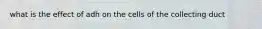 what is the effect of adh on the cells of the collecting duct