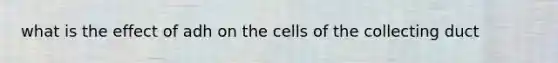 what is the effect of adh on the cells of the collecting duct