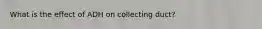 What is the effect of ADH on collecting duct?