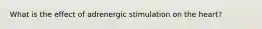 What is the effect of adrenergic stimulation on the heart?