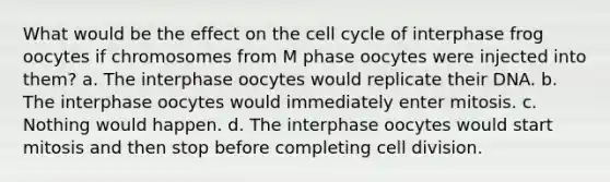 What would be the effect on the cell cycle of interphase frog oocytes if chromosomes from M phase oocytes were injected into them? a. The interphase oocytes would replicate their DNA. b. The interphase oocytes would immediately enter mitosis. c. Nothing would happen. d. The interphase oocytes would start mitosis and then stop before completing cell division.