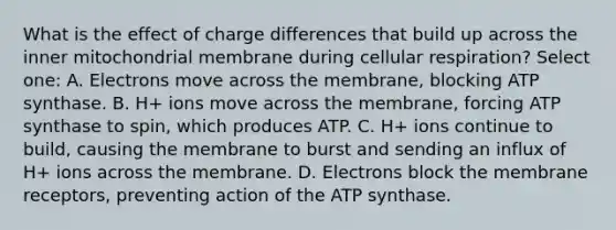 What is the effect of charge differences that build up across the inner mitochondrial membrane during <a href='https://www.questionai.com/knowledge/k1IqNYBAJw-cellular-respiration' class='anchor-knowledge'>cellular respiration</a>? Select one: A. Electrons move across the membrane, blocking ATP synthase. B. H+ ions move across the membrane, forcing ATP synthase to spin, which produces ATP. C. H+ ions continue to build, causing the membrane to burst and sending an influx of H+ ions across the membrane. D. Electrons block the membrane receptors, preventing action of the ATP synthase.