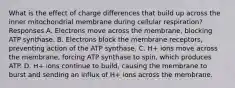 What is the effect of charge differences that build up across the inner mitochondrial membrane during cellular respiration? Responses A. Electrons move across the membrane, blocking ATP synthase. B. Electrons block the membrane receptors, preventing action of the ATP synthase. C. H+ ions move across the membrane, forcing ATP synthase to spin, which produces ATP. D. H+ ions continue to build, causing the membrane to burst and sending an influx of H+ ions across the membrane.