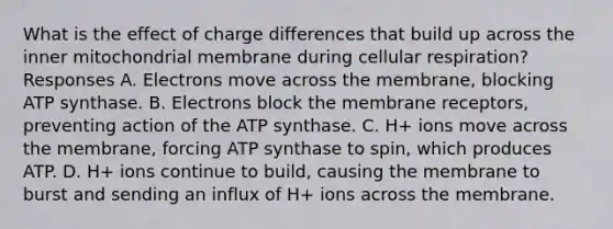 What is the effect of charge differences that build up across the inner mitochondrial membrane during cellular respiration? Responses A. Electrons move across the membrane, blocking ATP synthase. B. Electrons block the membrane receptors, preventing action of the ATP synthase. C. H+ ions move across the membrane, forcing ATP synthase to spin, which produces ATP. D. H+ ions continue to build, causing the membrane to burst and sending an influx of H+ ions across the membrane.