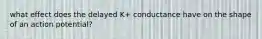 what effect does the delayed K+ conductance have on the shape of an action potential?