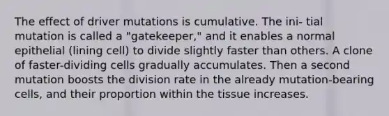 The effect of driver mutations is cumulative. The ini- tial mutation is called a "gatekeeper," and it enables a normal epithelial (lining cell) to divide slightly faster than others. A clone of faster-dividing cells gradually accumulates. Then a second mutation boosts the division rate in the already mutation-bearing cells, and their proportion within the tissue increases.