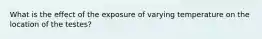 What is the effect of the exposure of varying temperature on the location of the testes?