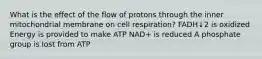 What is the effect of the flow of protons through the inner mitochondrial membrane on cell respiration? FADH↓2 is oxidized Energy is provided to make ATP NAD+ is reduced A phosphate group is lost from ATP