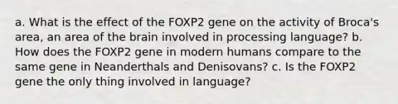 a. What is the effect of the FOXP2 gene on the activity of Broca's area, an area of the brain involved in processing language? b. How does the FOXP2 gene in modern humans compare to the same gene in Neanderthals and Denisovans? c. Is the FOXP2 gene the only thing involved in language?