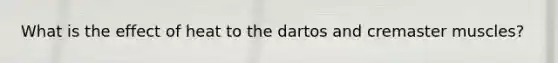 What is the effect of heat to the dartos and cremaster muscles?