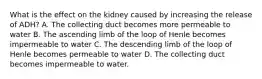 What is the effect on the kidney caused by increasing the release of ADH? A. The collecting duct becomes more permeable to water B. The ascending limb of the loop of Henle becomes impermeable to water C. The descending limb of the loop of Henle becomes permeable to water D. The collecting duct becomes impermeable to water.