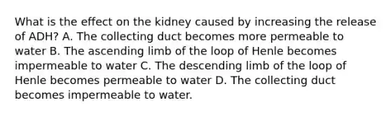 What is the effect on the kidney caused by increasing the release of ADH? A. The collecting duct becomes more permeable to water B. The ascending limb of the loop of Henle becomes impermeable to water C. The descending limb of the loop of Henle becomes permeable to water D. The collecting duct becomes impermeable to water.