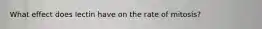 What effect does lectin have on the rate of mitosis?