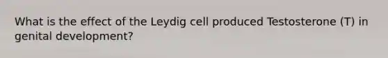 What is the effect of the Leydig cell produced Testosterone (T) in genital development?