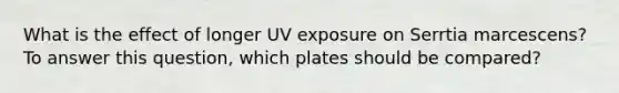 What is the effect of longer UV exposure on Serrtia marcescens? To answer this question, which plates should be compared?