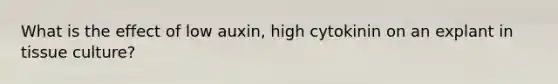 What is the effect of low auxin, high cytokinin on an explant in tissue culture?