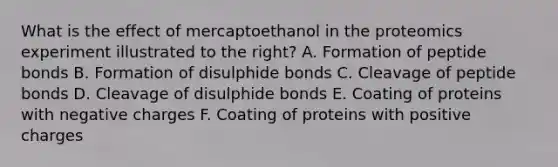 What is the effect of mercaptoethanol in the proteomics experiment illustrated to the right? A. Formation of peptide bonds B. Formation of disulphide bonds C. Cleavage of peptide bonds D. Cleavage of disulphide bonds E. Coating of proteins with negative charges F. Coating of proteins with positive charges