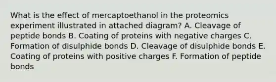 What is the effect of mercaptoethanol in the proteomics experiment illustrated in attached diagram? A. Cleavage of peptide bonds B. Coating of proteins with negative charges C. Formation of disulphide bonds D. Cleavage of disulphide bonds E. Coating of proteins with positive charges F. Formation of peptide bonds