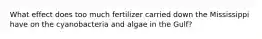 What effect does too much fertilizer carried down the Mississippi have on the cyanobacteria and algae in the Gulf?