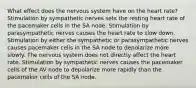 What effect does the nervous system have on the heart rate? Stimulation by sympathetic nerves sets the resting heart rate of the pacemaker cells in the SA node. Stimulation by parasympathetic nerves causes the heart rate to slow down. Stimulation by either the sympathetic or parasympathetic nerves causes pacemaker cells in the SA node to depolarize more slowly. The nervous system does not directly affect the heart rate. Stimulation by sympathetic nerves causes the pacemaker cells of the AV node to depolarize more rapidly than the pacemaker cells of the SA node.