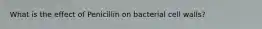 What is the effect of Penicillin on bacterial cell walls?