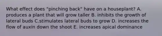 What effect does "pinching back" have on a houseplant? A. produces a plant that will grow taller B. inhibits the growth of lateral buds C.stimulates lateral buds to grow D. increases the flow of auxin down the shoot E. increases apical dominance