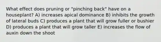 What effect does pruning or "pinching back" have on a houseplant? A) increases apical dominance B) inhibits the growth of lateral buds C) produces a plant that will grow fuller or bushier D) produces a plant that will grow taller E) increases the flow of auxin down the shoot