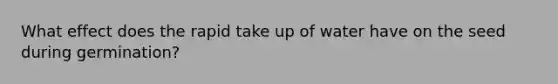 What effect does the rapid take up of water have on the seed during germination?