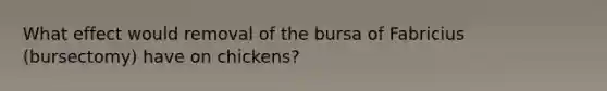 What effect would removal of the bursa of Fabricius (bursectomy) have on chickens?