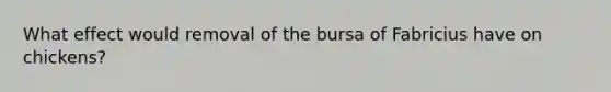 What effect would removal of the bursa of Fabricius have on chickens?