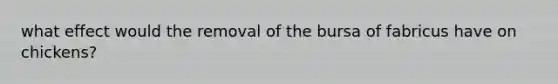 what effect would the removal of the bursa of fabricus have on chickens?