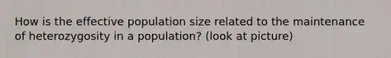 How is the effective population size related to the maintenance of heterozygosity in a population? (look at picture)