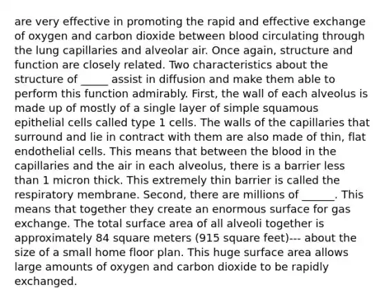 are very effective in promoting the rapid and effective exchange of oxygen and carbon dioxide between blood circulating through the lung capillaries and alveolar air. Once again, structure and function are closely related. Two characteristics about the structure of _____ assist in diffusion and make them able to perform this function admirably. First, the wall of each alveolus is made up of mostly of a single layer of simple squamous epithelial cells called type 1 cells. The walls of the capillaries that surround and lie in contract with them are also made of thin, flat endothelial cells. This means that between the blood in the capillaries and the air in each alveolus, there is a barrier less than 1 micron thick. This extremely thin barrier is called the respiratory membrane. Second, there are millions of ______. This means that together they create an enormous surface for gas exchange. The total surface area of all alveoli together is approximately 84 square meters (915 square feet)--- about the size of a small home floor plan. This huge surface area allows large amounts of oxygen and carbon dioxide to be rapidly exchanged.