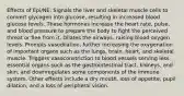 Effects of Epi/NE: Signals the liver and skeletal muscle cells to convert glycogen into glucose, resulting in increased blood glucose levels. These hormones increase the heart rate, pulse, and blood pressure to prepare the body to fight the perceived threat or flee from it. Dilates the airways, raising blood oxygen levels. Prompts vasodilation, further increasing the oxygenation of important organs such as the lungs, brain, heart, and skeletal muscle. Triggers vasoconstriction to blood vessels serving less essential organs such as the gastrointestinal tract, kidneys, and skin, and downregulates some components of the immune system. Other effects include a dry mouth, loss of appetite, pupil dilation, and a loss of peripheral vision.