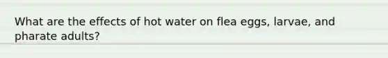 What are the effects of hot water on flea eggs, larvae, and pharate adults?