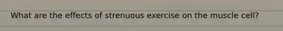 What are the effects of strenuous exercise on the muscle cell?