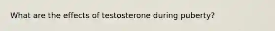 What are the effects of testosterone during puberty?