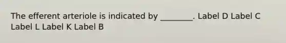 The efferent arteriole is indicated by ________. Label D Label C Label L Label K Label B